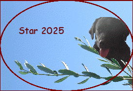 Star 2025