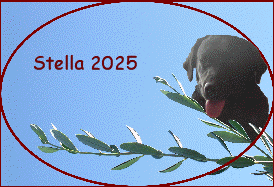 Stella 2025