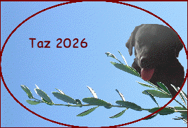 Taz 2026