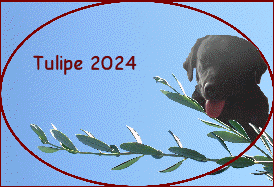 Tulipe 2024