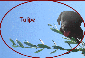  Tulipe