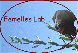 Femelles Lab