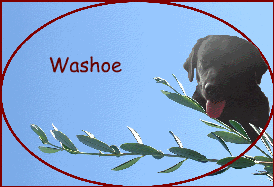 Washoe