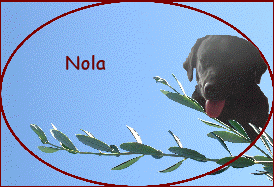 Nola