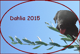 Dahlia 2015