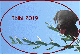 Ibibi 2019