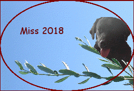 Miss 2018