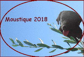 Moustique 2018