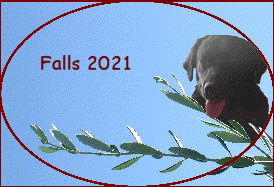 Falls 2021