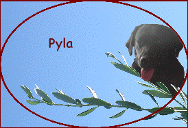  Pyla