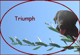 Triumph