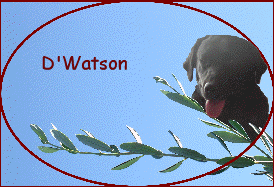 D'Watson